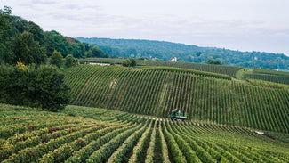 La Montagne de Reims : terroir emblématique de la Champagne