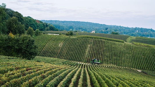 La Montagne de Reims : terroir emblématique de la Champagne