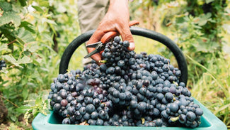 Pinot Noir, Chardonnay, Meunier : comment les cépages façonnent le style du Champagne ?