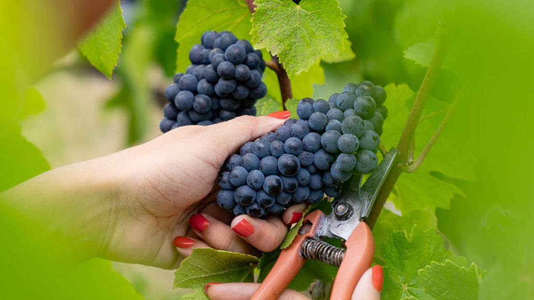 Vendanges 2026 en Champagne : une récolte précoce et prometteuse