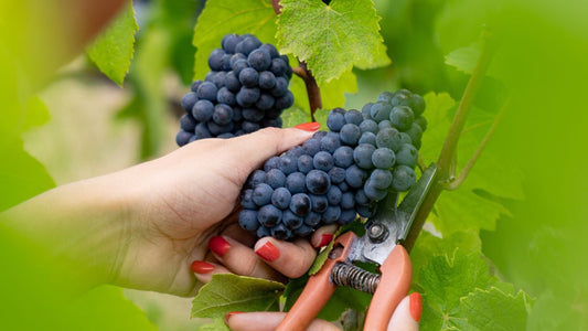 Vendanges 2026 en Champagne : une récolte précoce et prometteuse