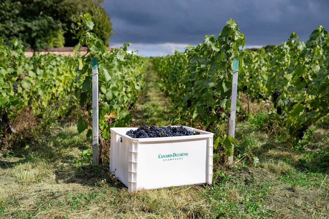 Millésime 2025 : des vendanges historiques en Champagne