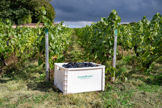 Millésime 2025 : des vendanges historiques en Champagne
