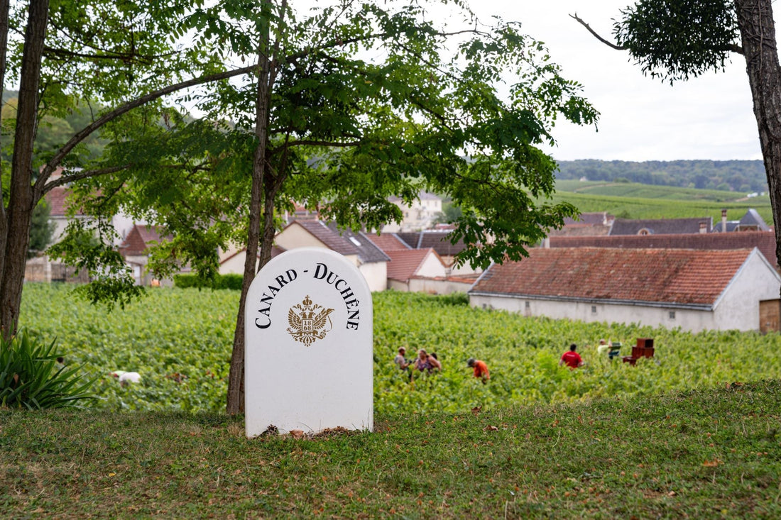 2025 : des vendanges historiques en Champagne