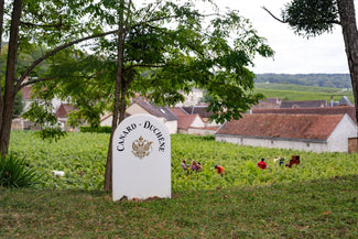2025 : des vendanges historiques en Champagne