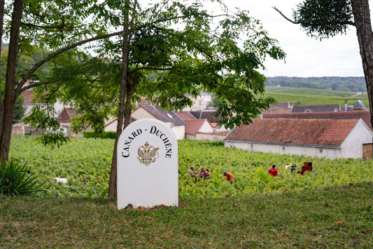 2025 : des vendanges historiques en Champagne
