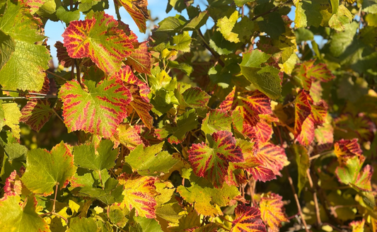 Les vignes de Champagne en automne | Canard-Duchêne