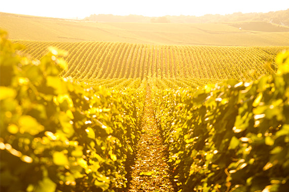 Quelle est la composition du champagne ?