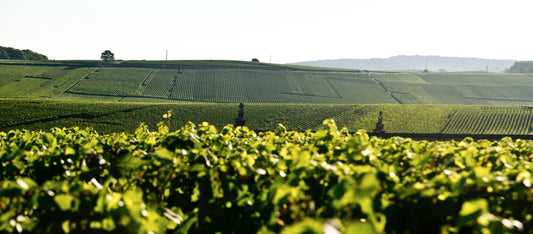 Une fabuleuse histoire de terroir