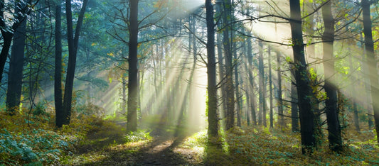 Ode à la nature : Brut réserve x Reforest’Action