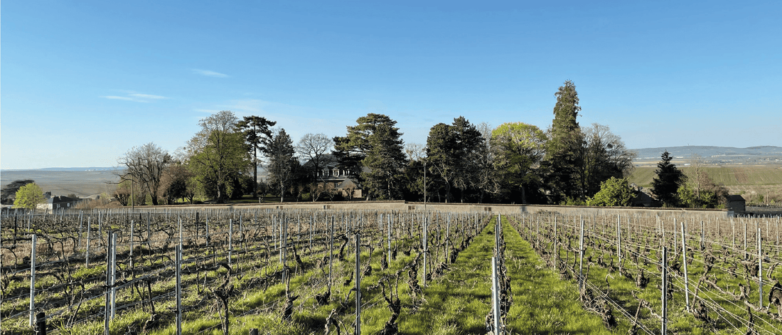 Le réveil des vignes au printemps