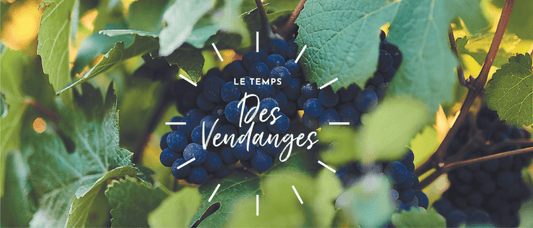 Les Vendanges 2022 en Champagne