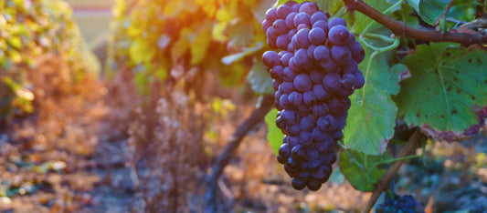 Vendanges 2021